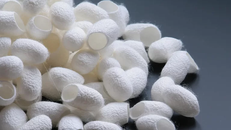 шелковые коконы, использующиеся в производстве шелковой ткани.